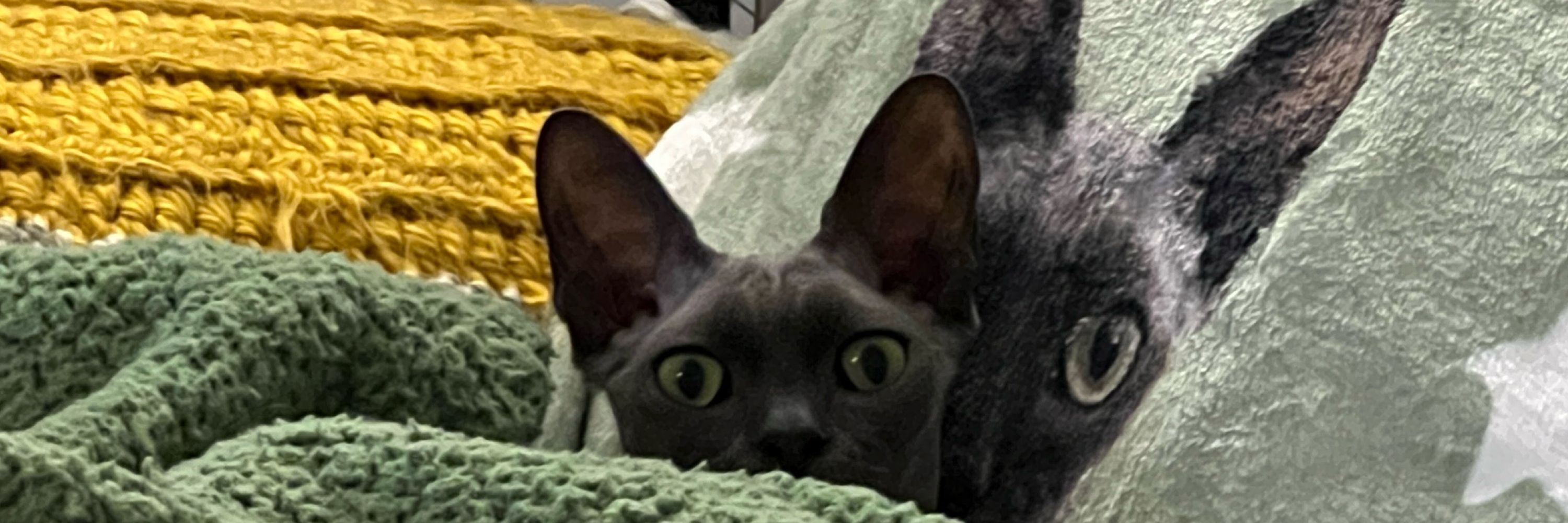Squid the Sphynx