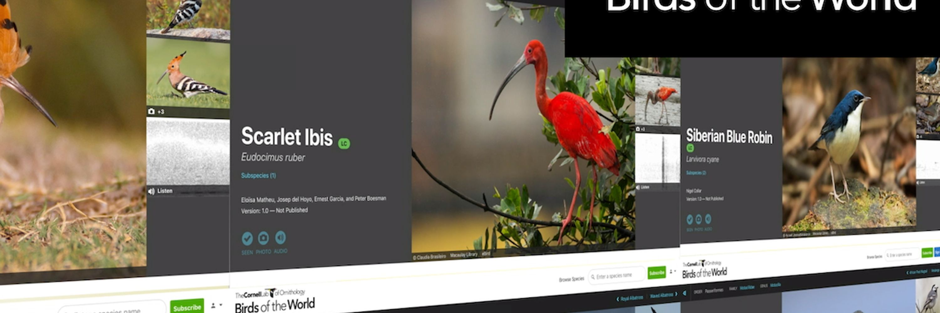 Birds of the World | The Cornell Lab