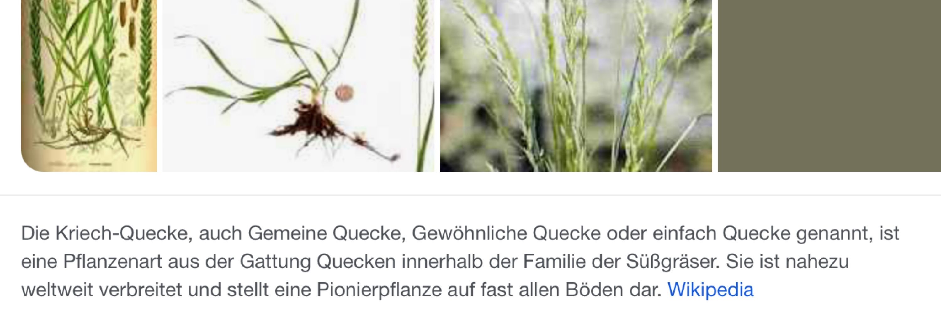 Franca Quecke