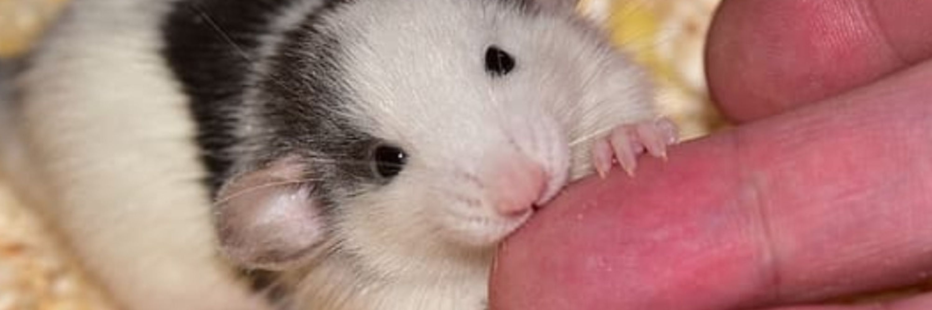 ratarchy ΘΔ