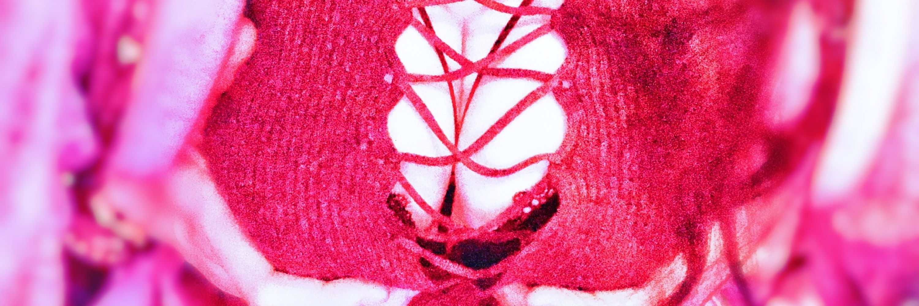 項圈喵🌺