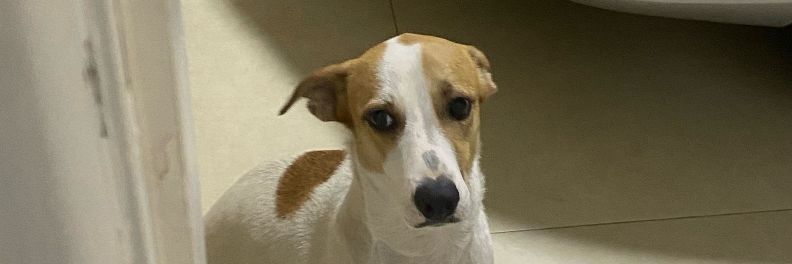 eu,bella
