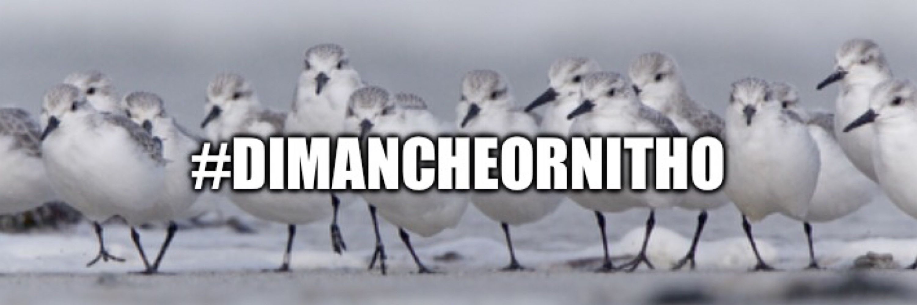 Dimanche Ornitho