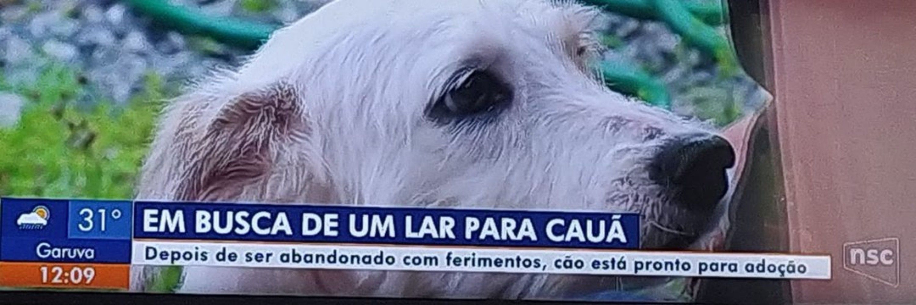 caua