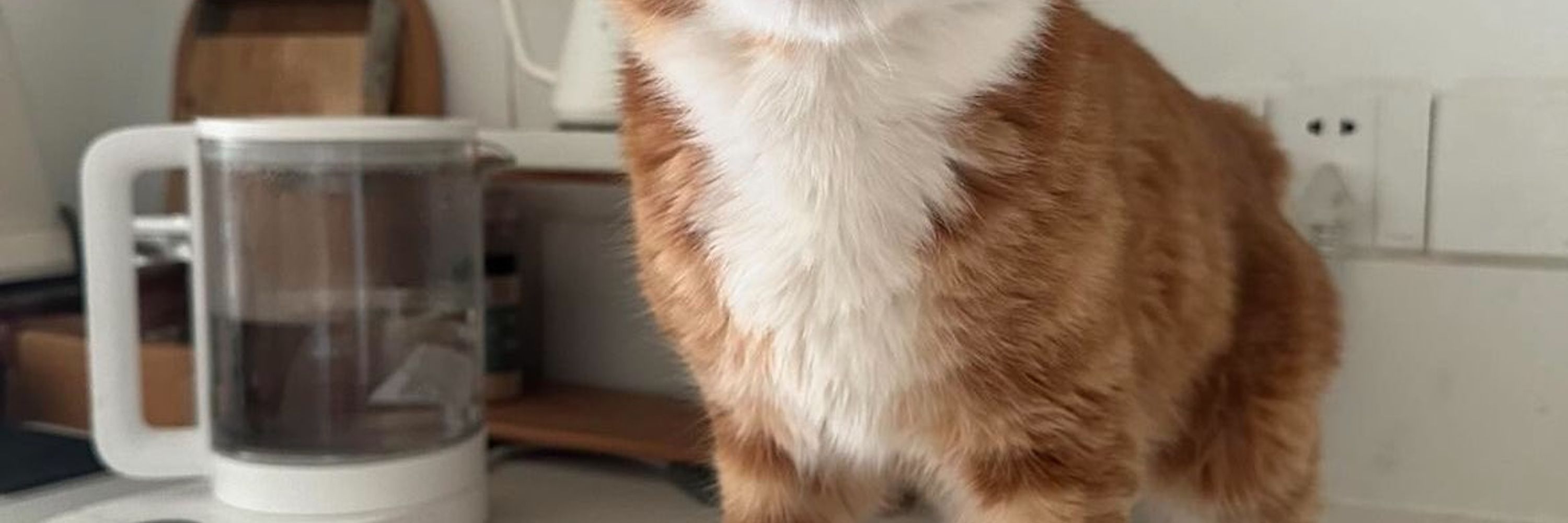 Deviledpotato