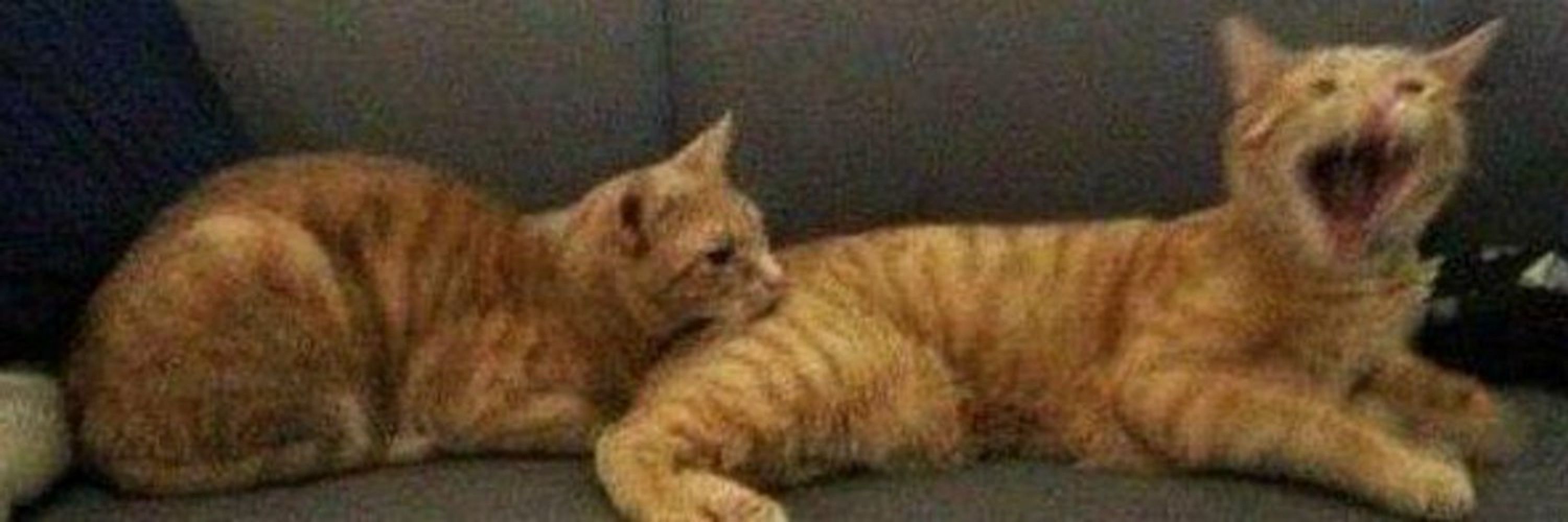Why You Need A Cat