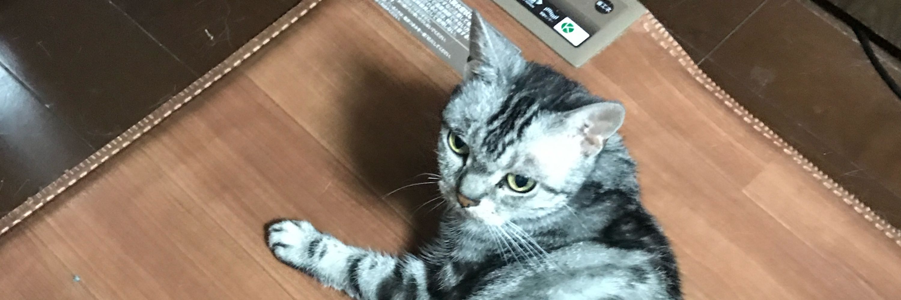 狐麺