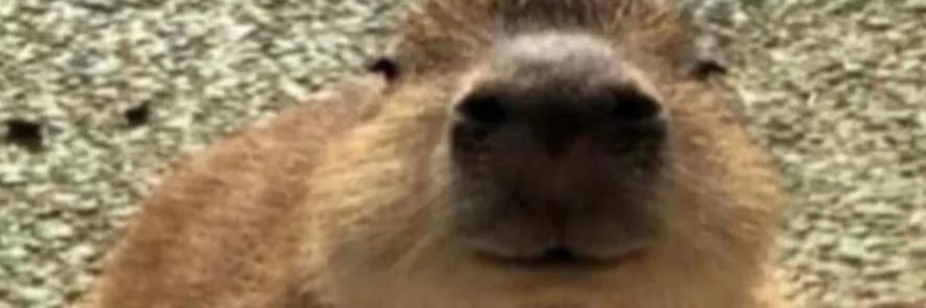 potat