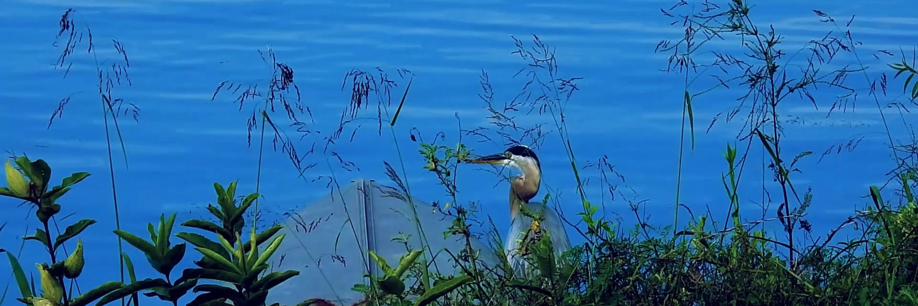Bird_Walks