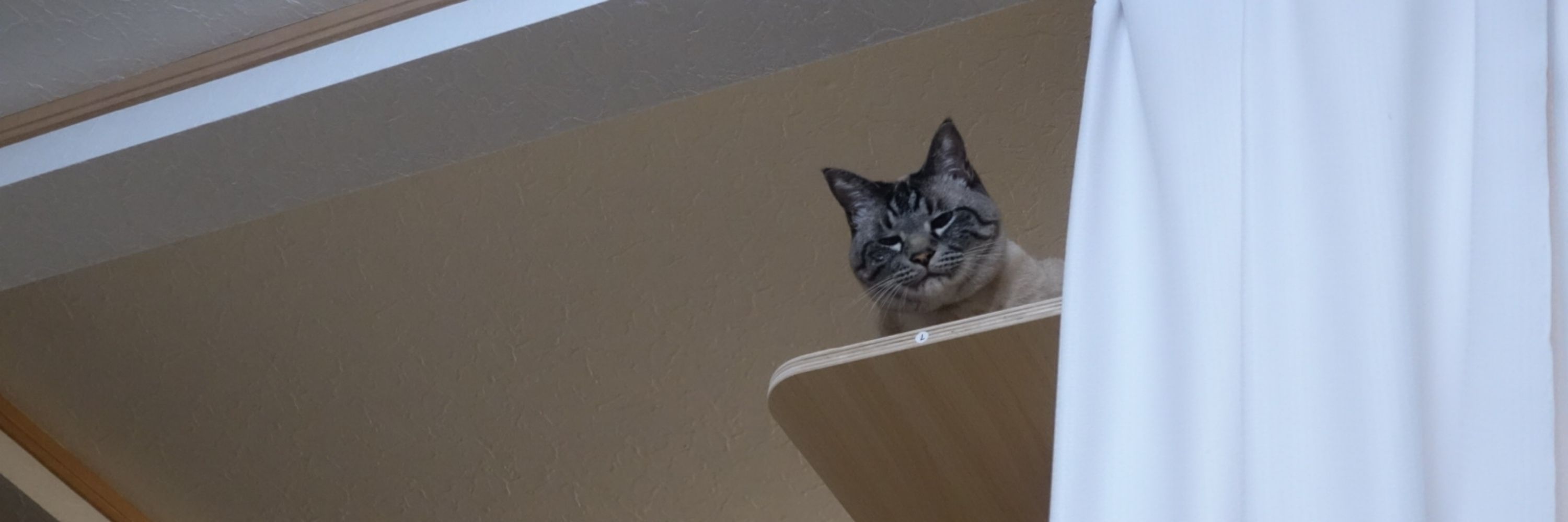 猫宮麿