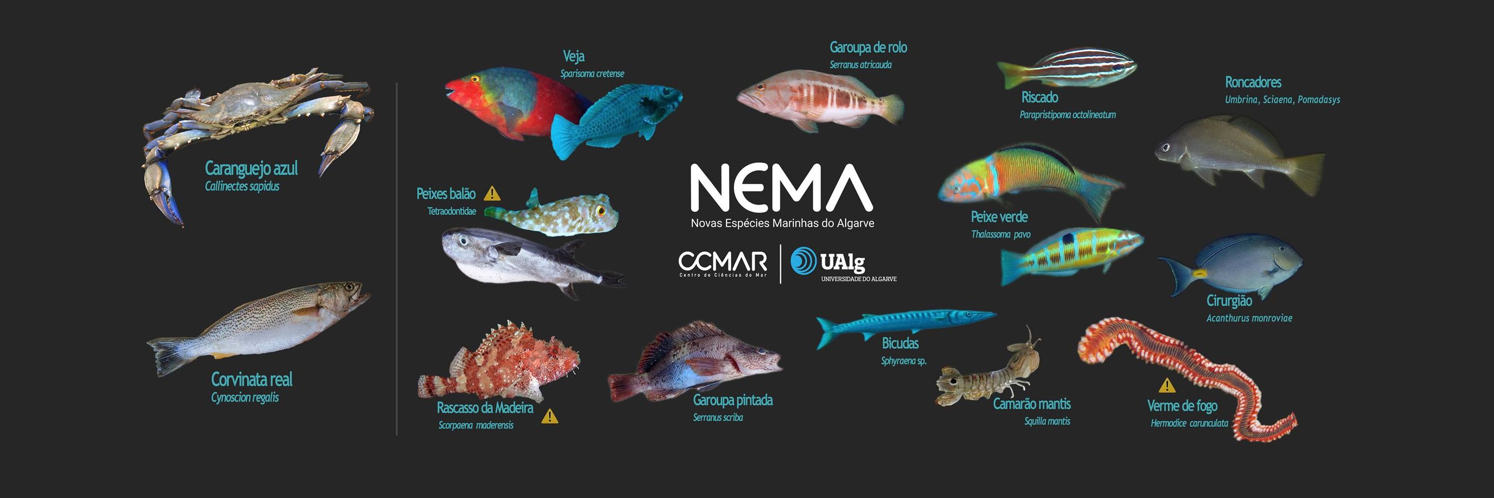 NEMA - Novas Espécies Marinhas do Algarve