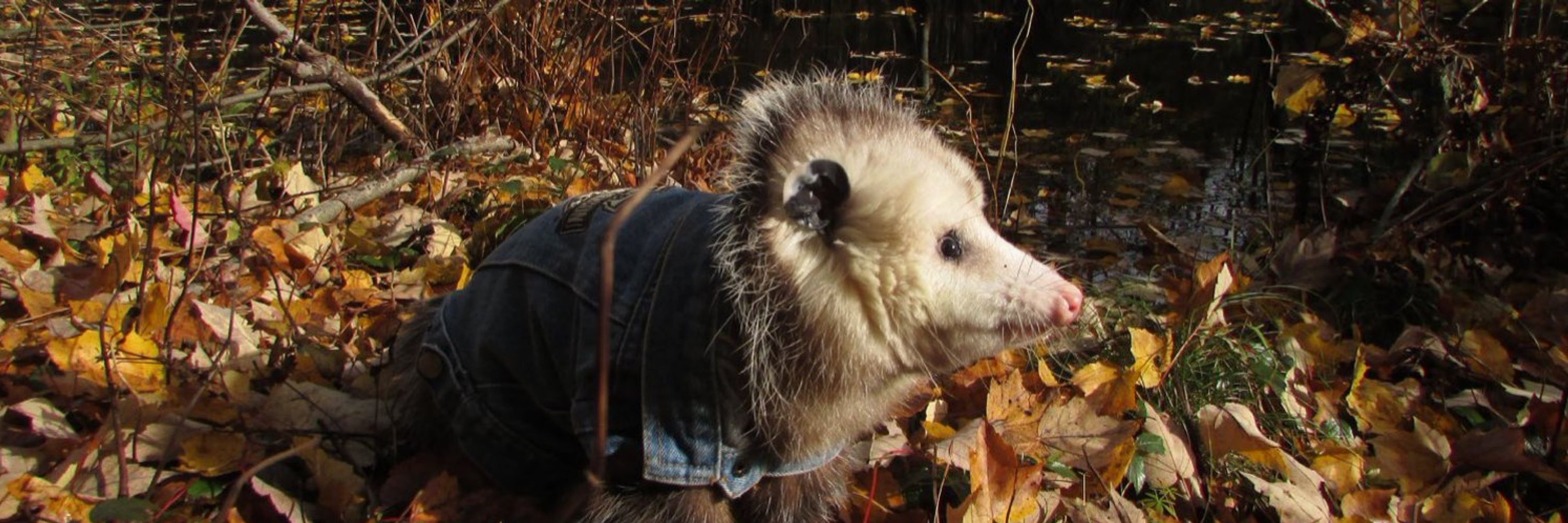 we rate possums