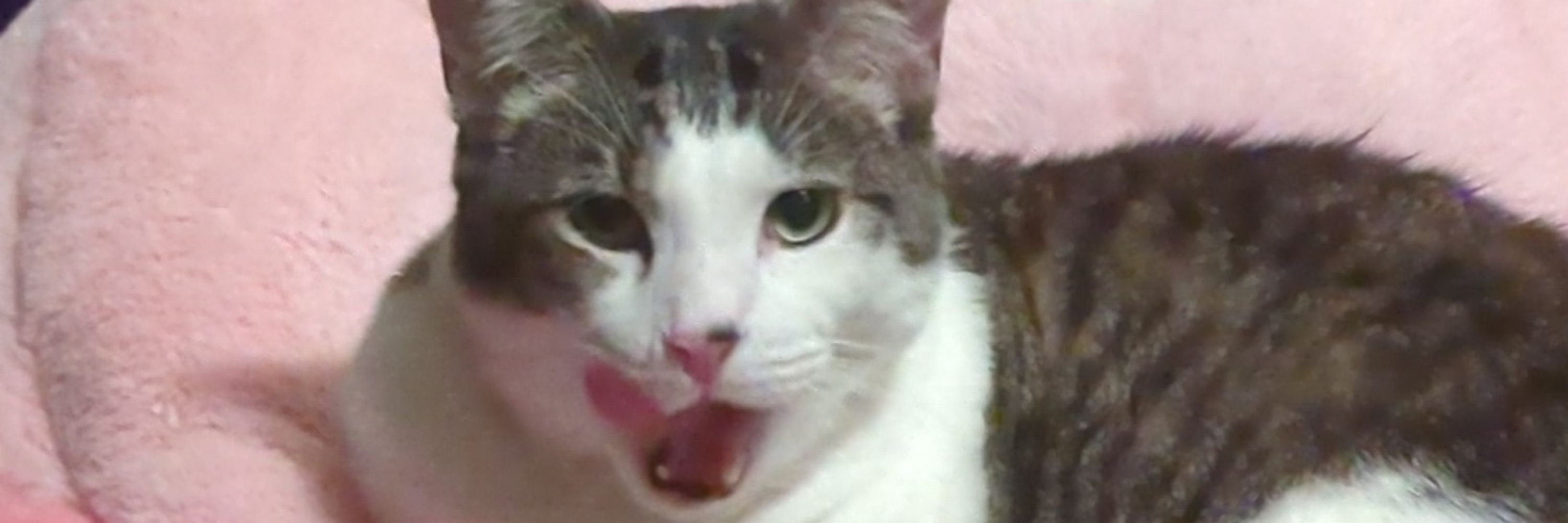 Chrisdoofur