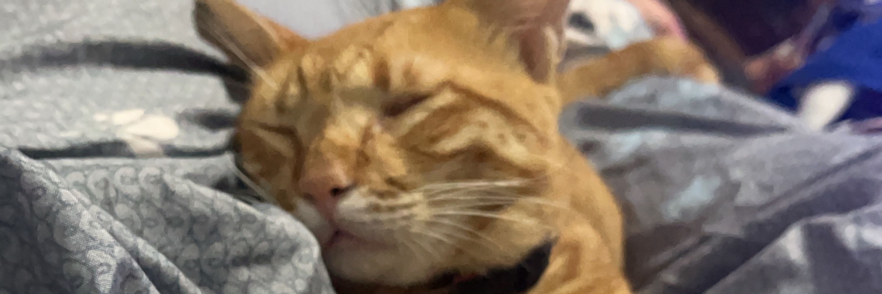 Mao