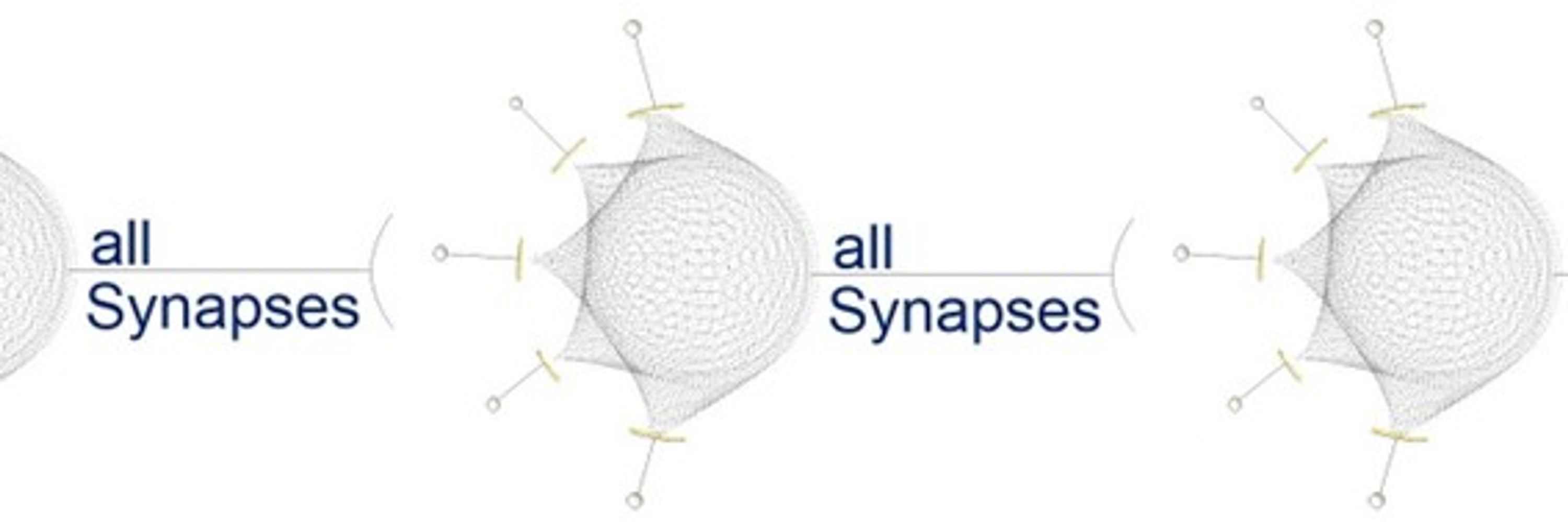 @allsynapses by Dhayana Dallmeier, MD PhD