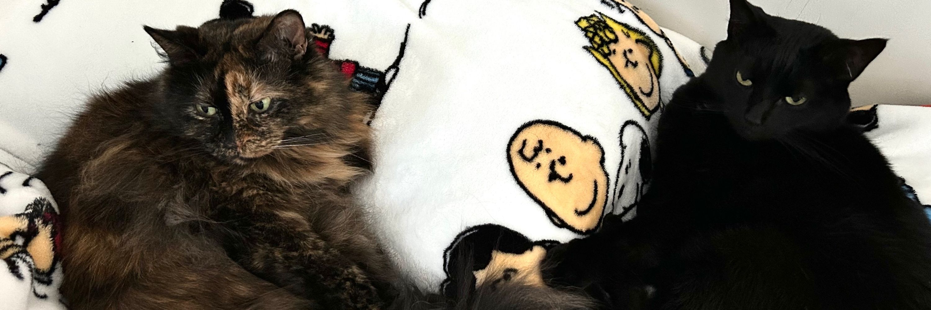 Hailey
