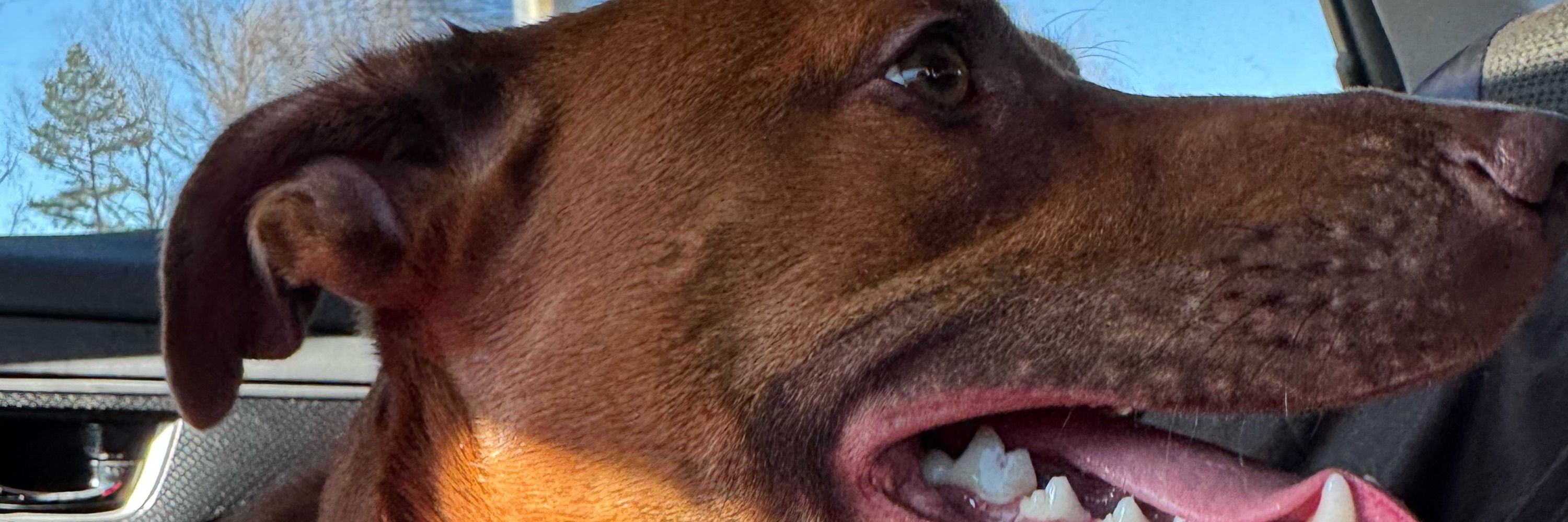 Service Dog Jasper