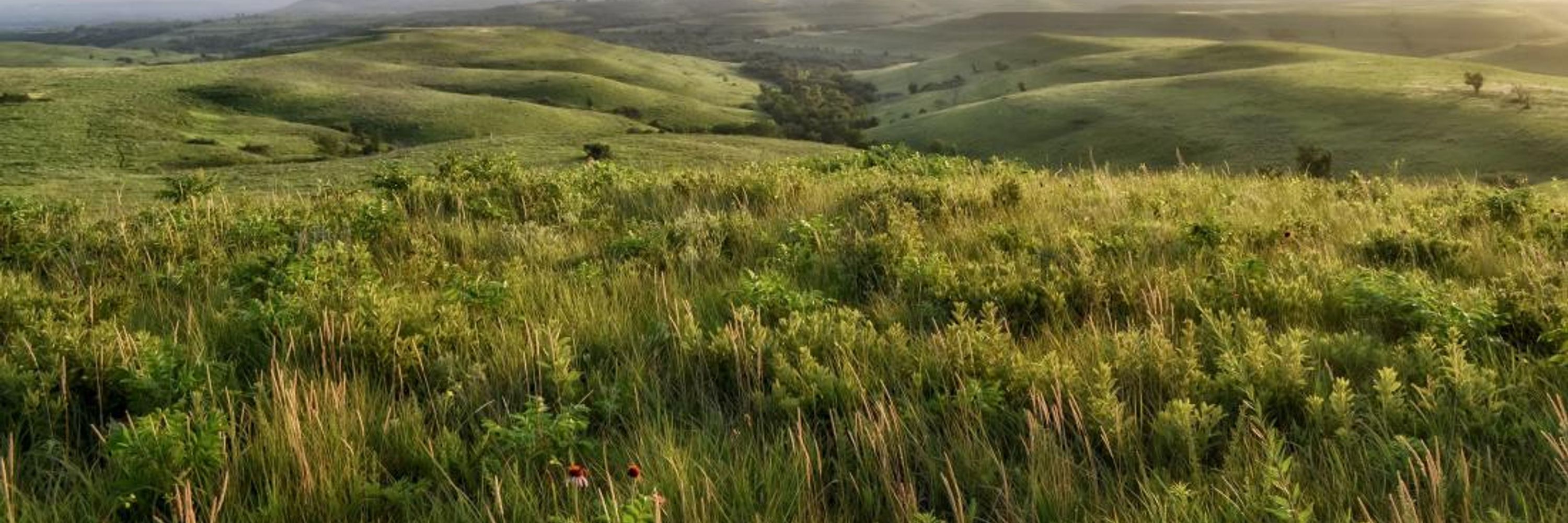 Flint Hills DSA