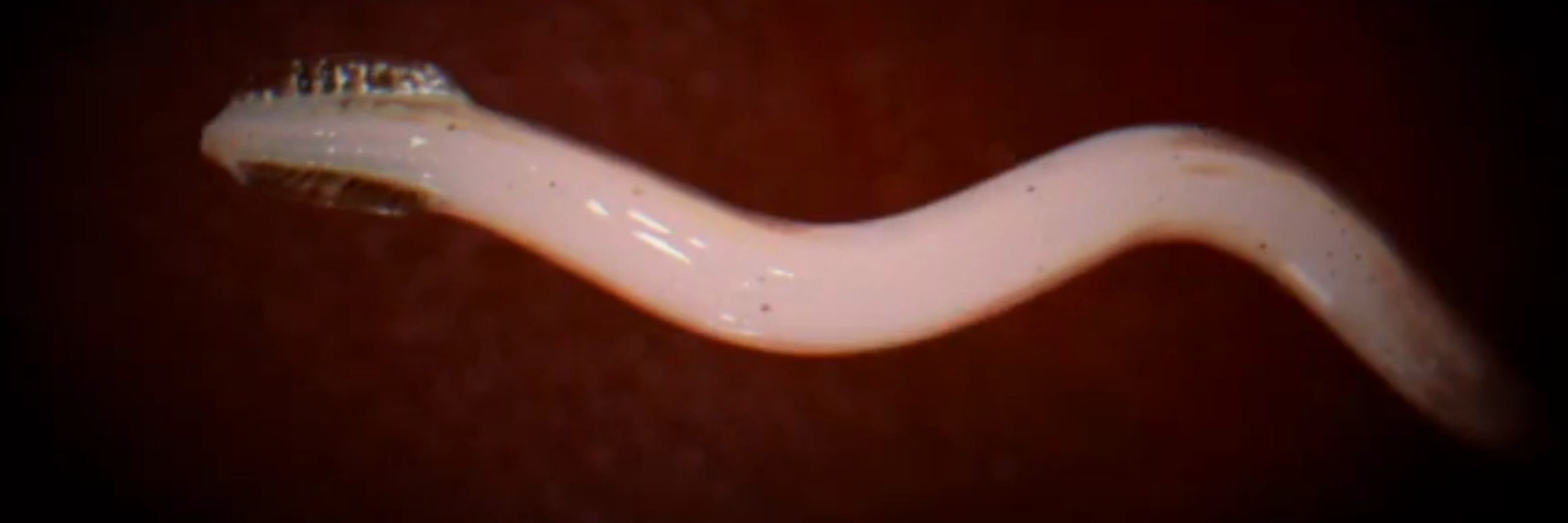Samuel The Stomach