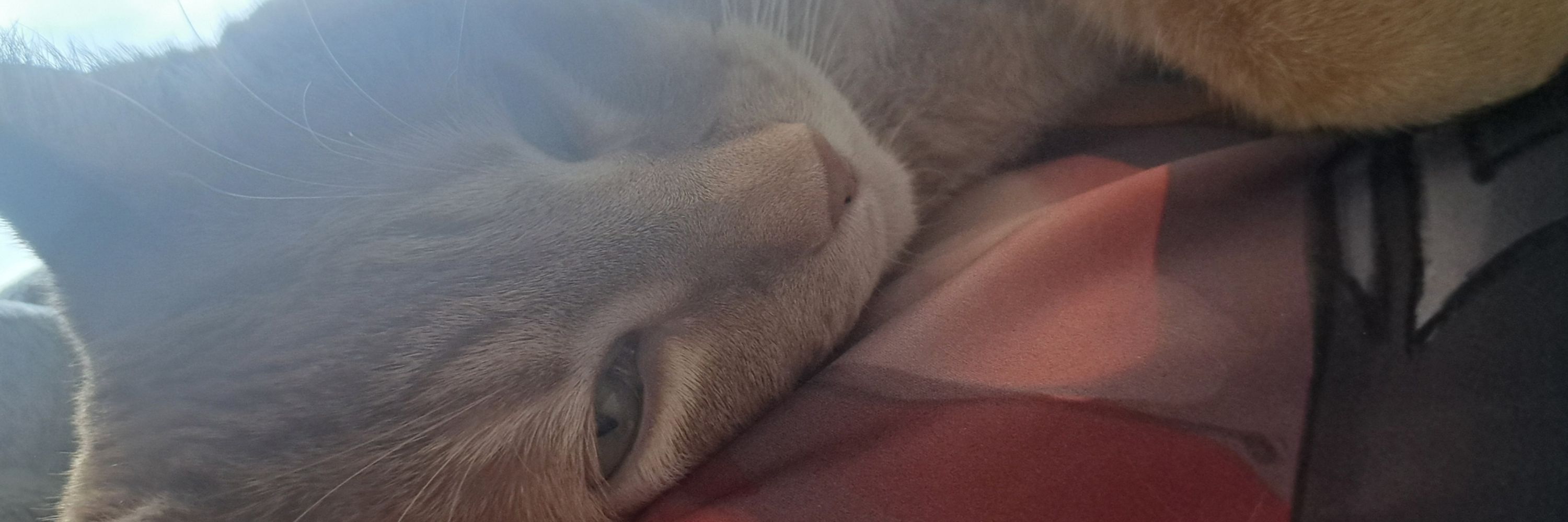 Froggi 