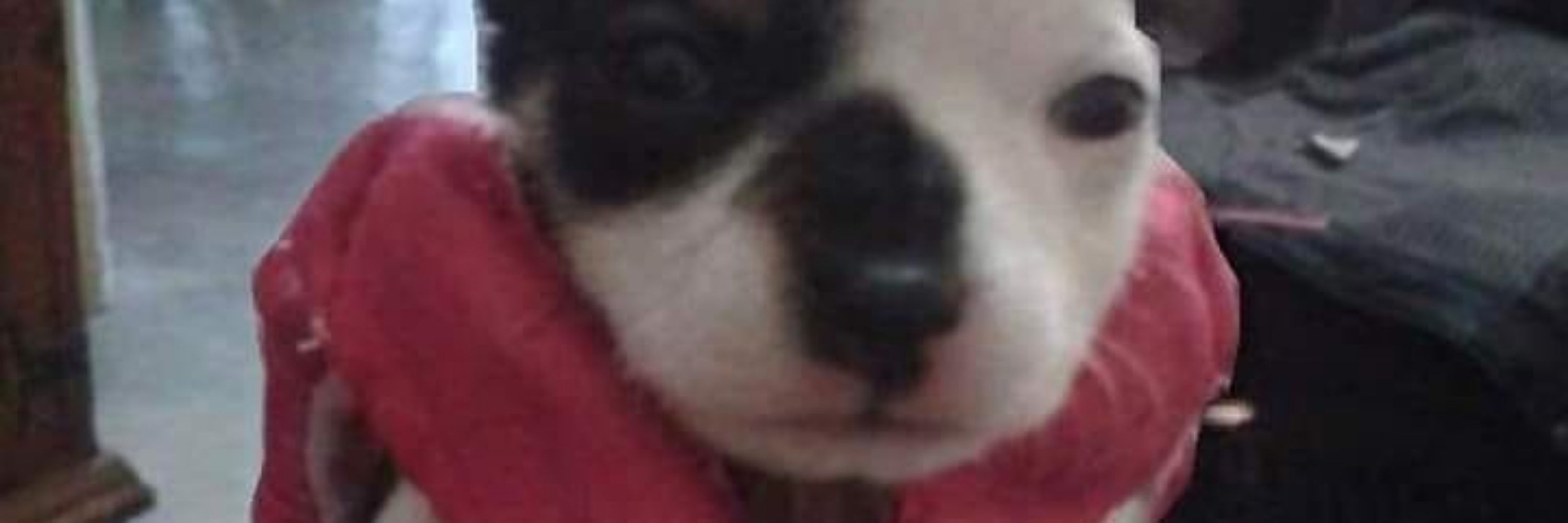 thamaravilhosa eu