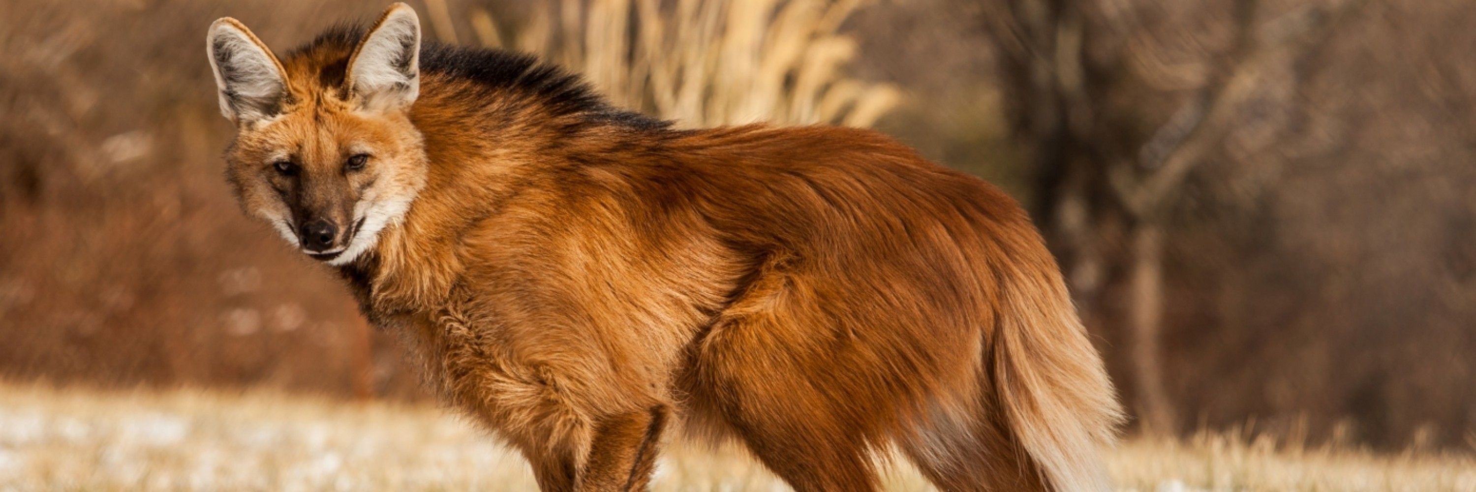 Maned Meylin