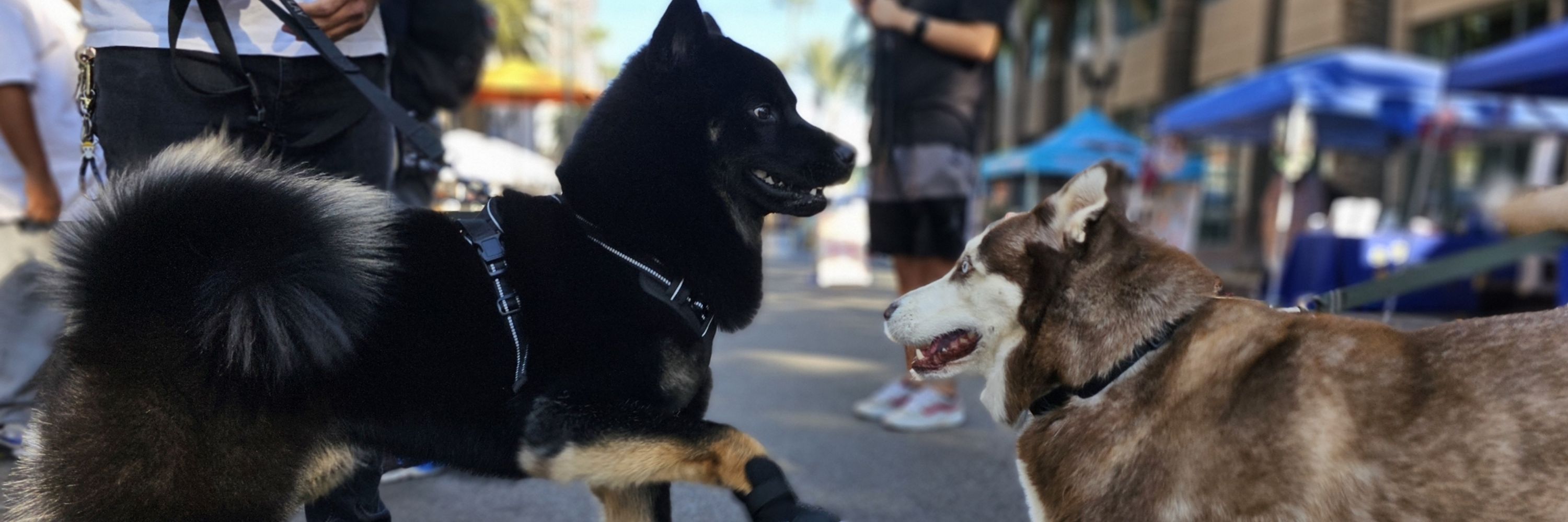 Adopt Northern Dogs