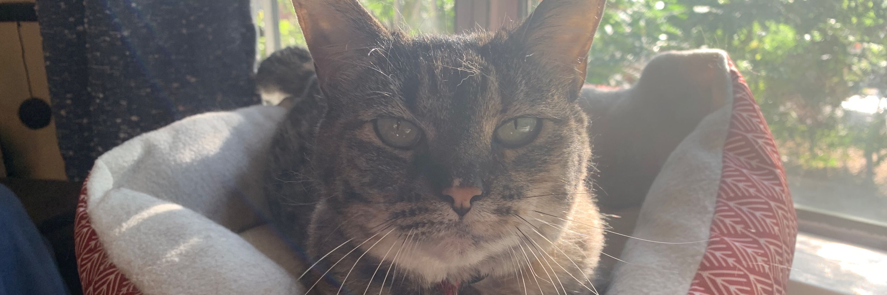 JunO