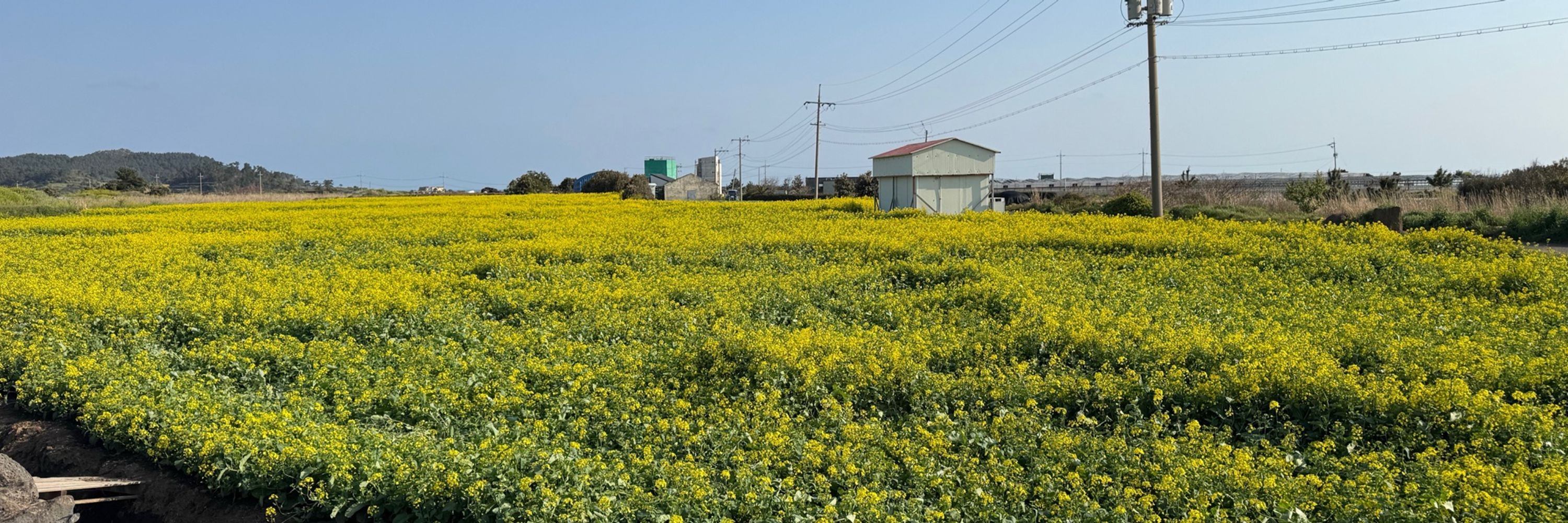 개나리🌼