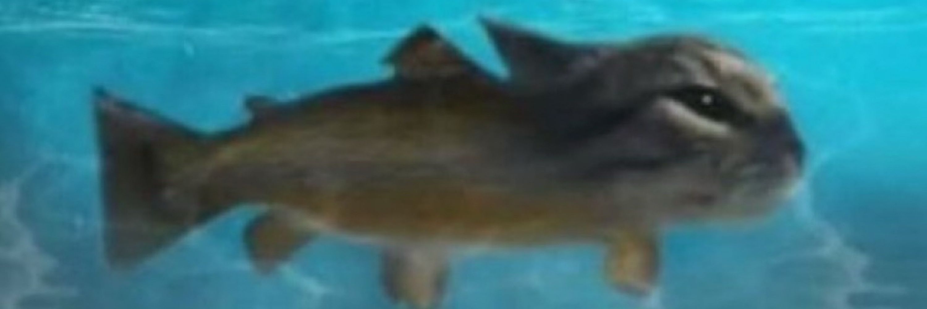 Ham
