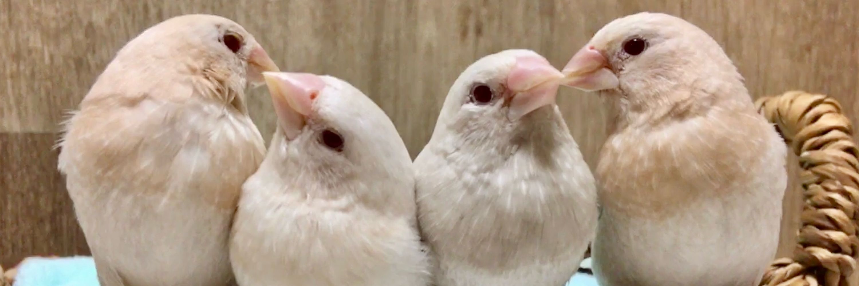 ゆとか＊