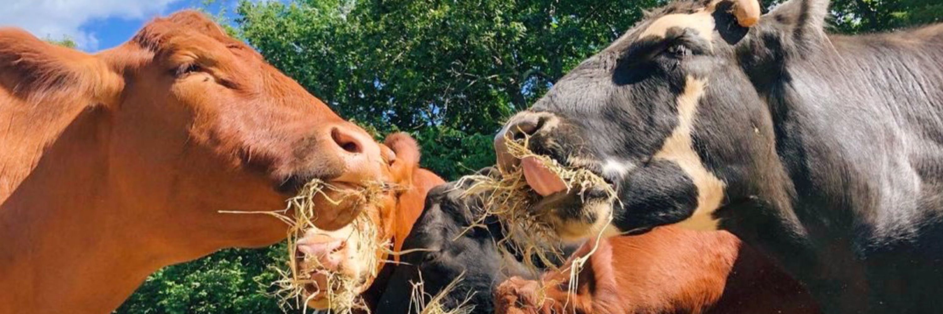 The Gentle Barn