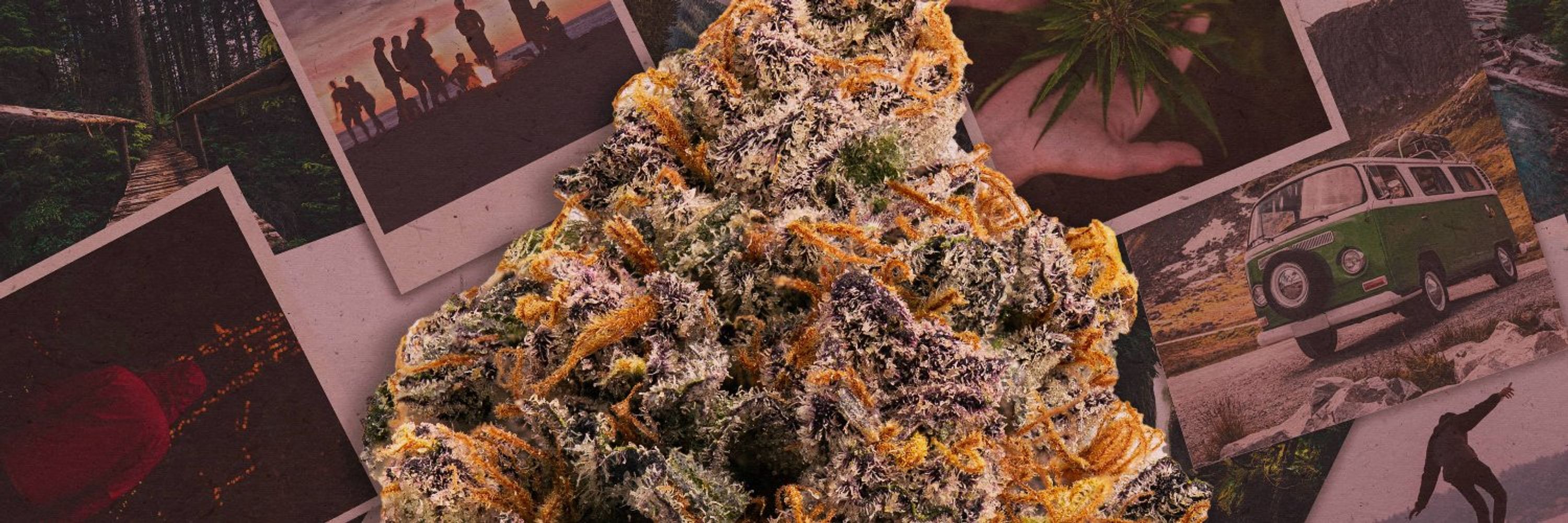 Herbal Dispatch