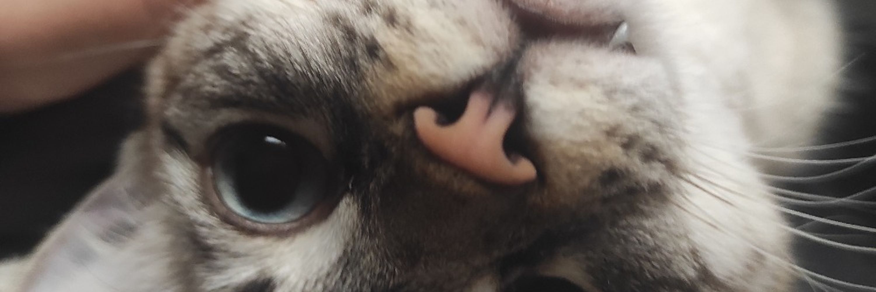 M (Mochi stan account)
