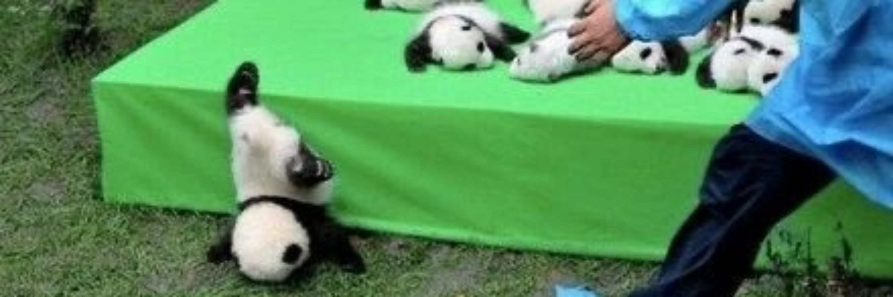 🐼Un Panda cualquiera🐼
