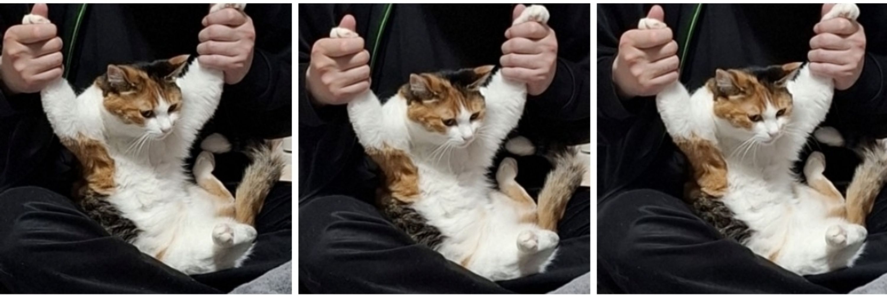 賛月