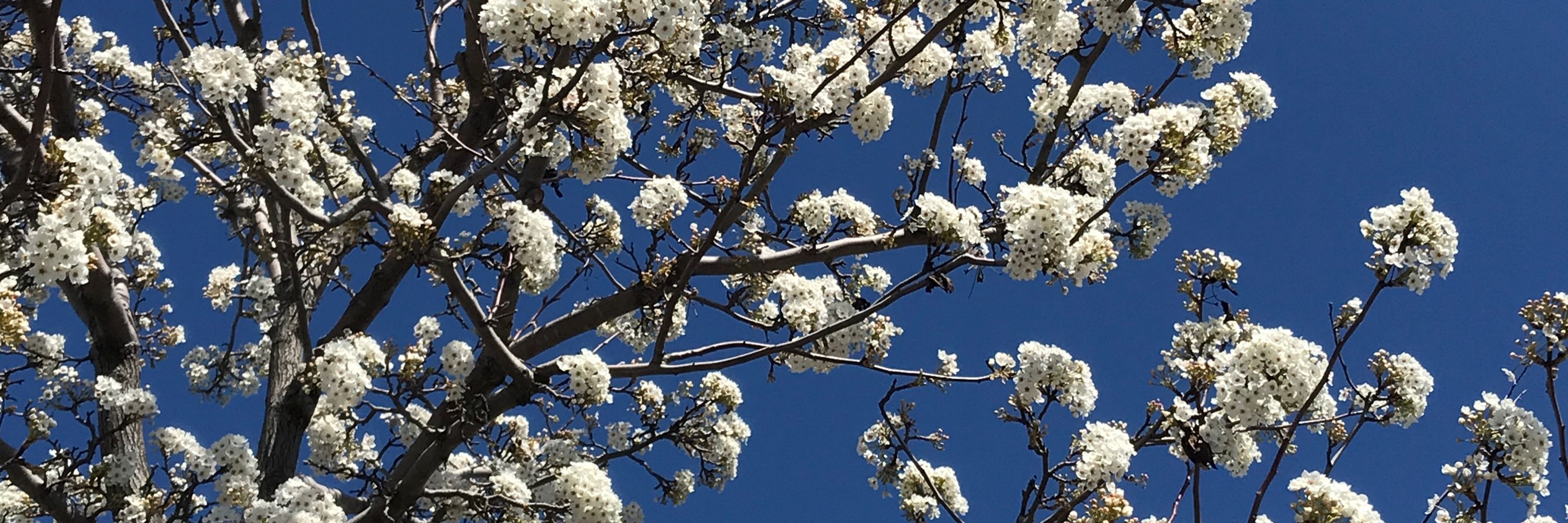 Blue skies