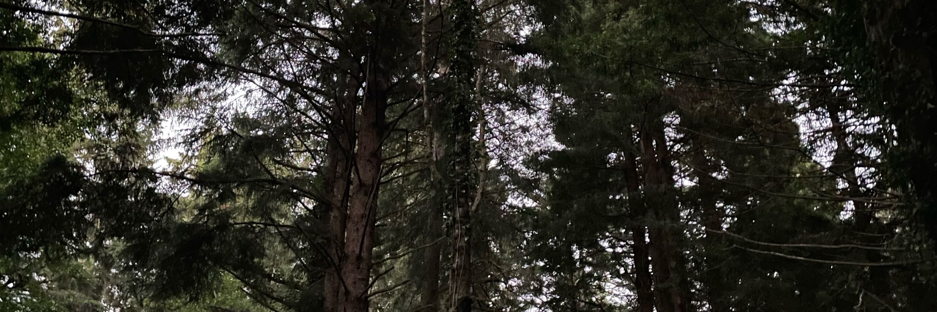Anne, ProudTreeHugger