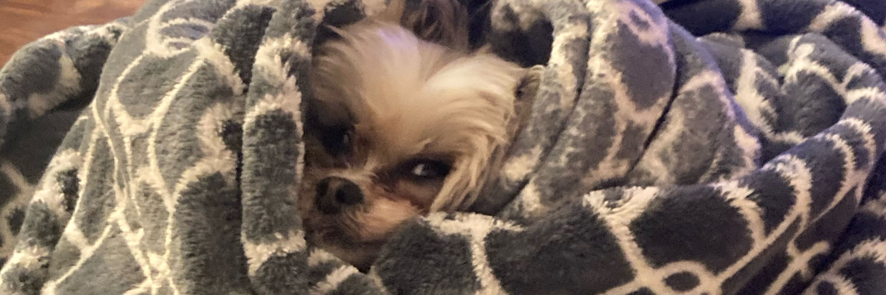 Sophie