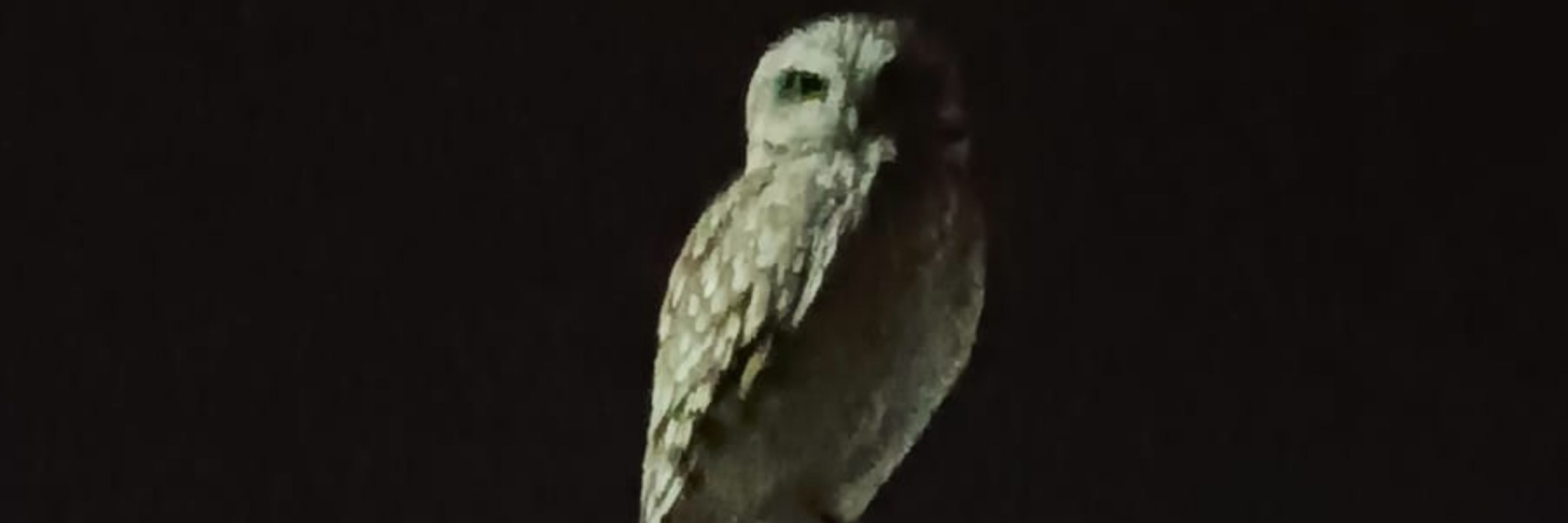 Jedu