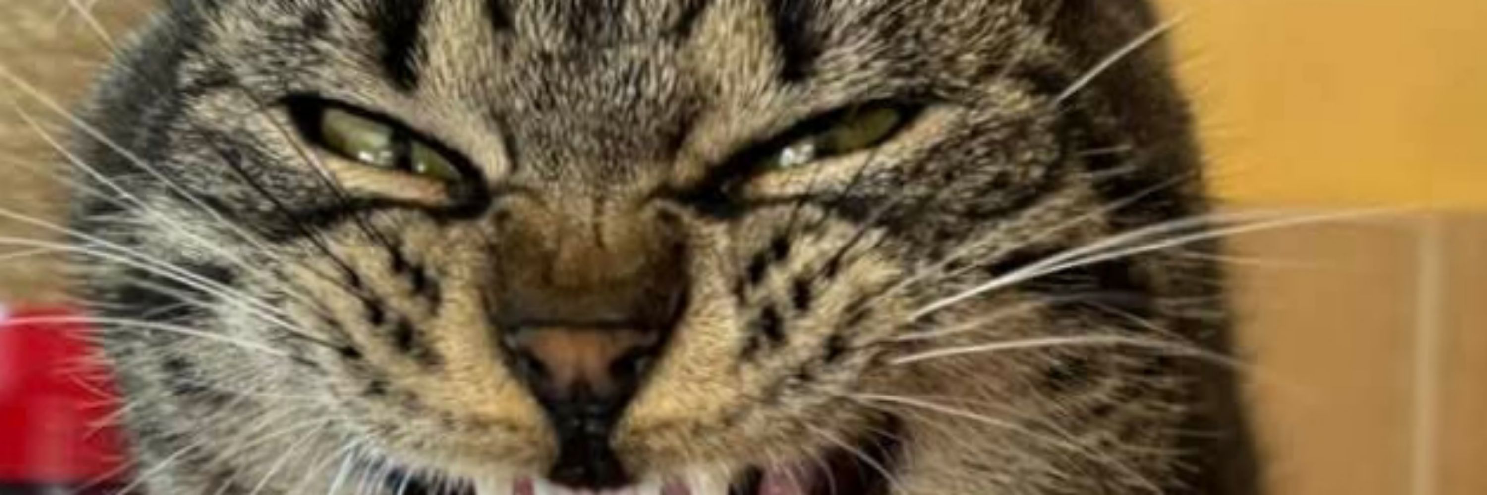 Pogačar's cat