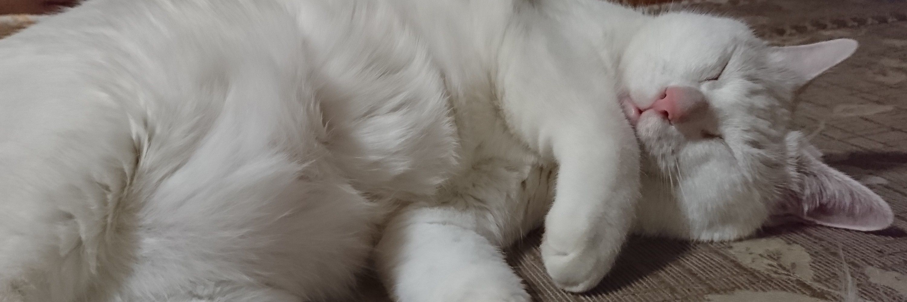 ミヤチ