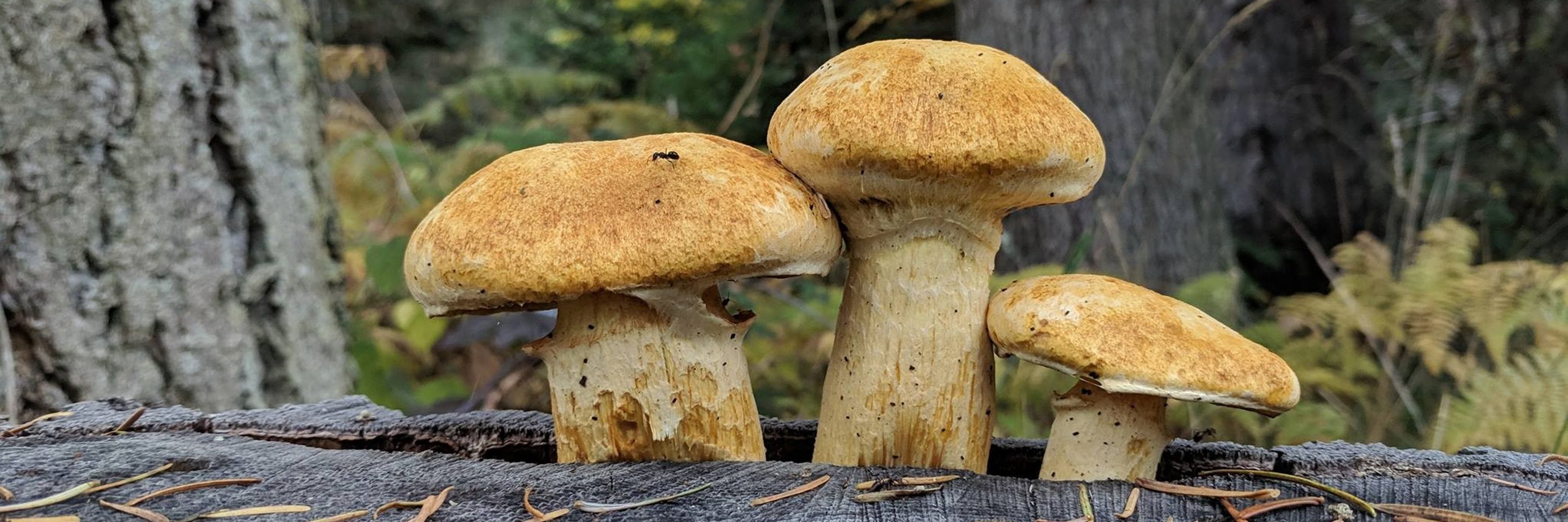 Shroom
