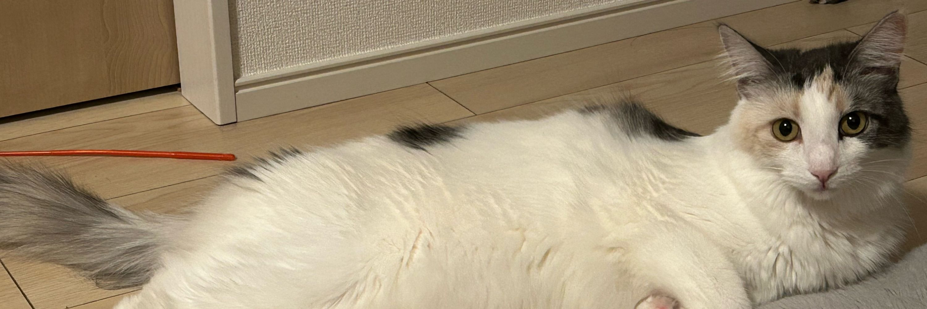 汚犬さま