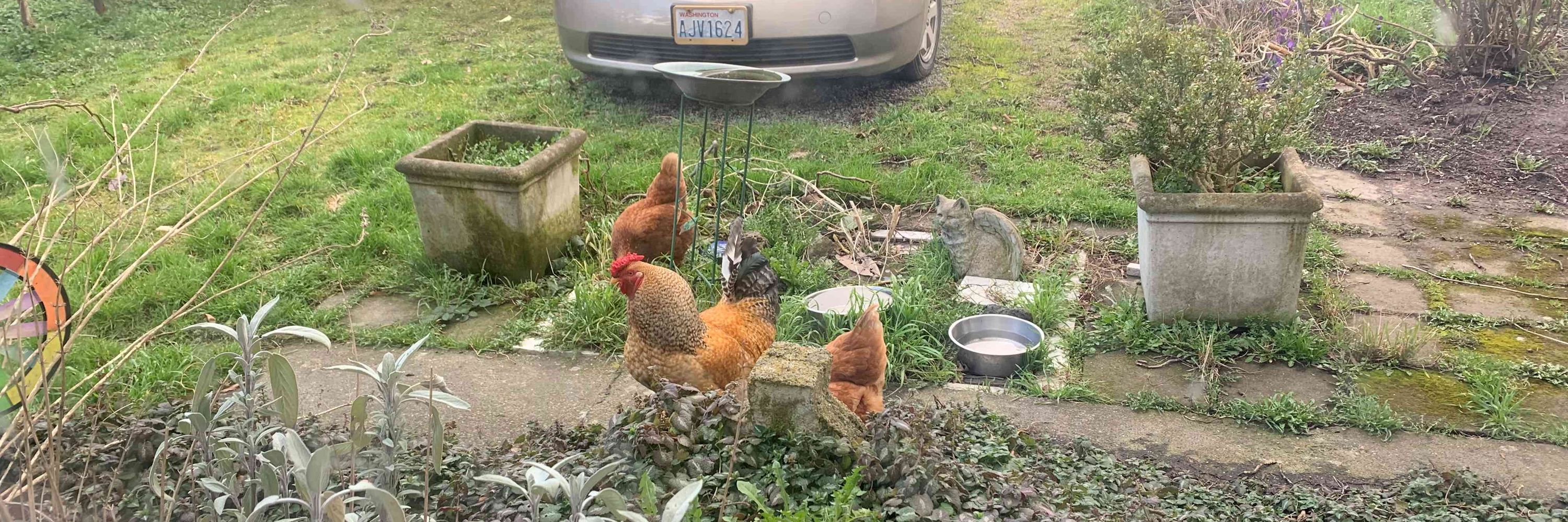 Cheryleire 🐓🦋