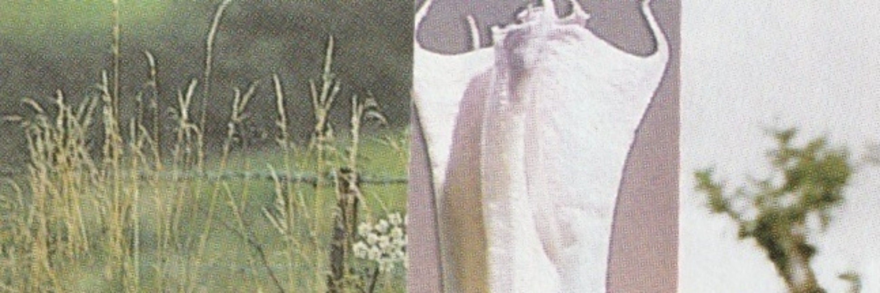 nina