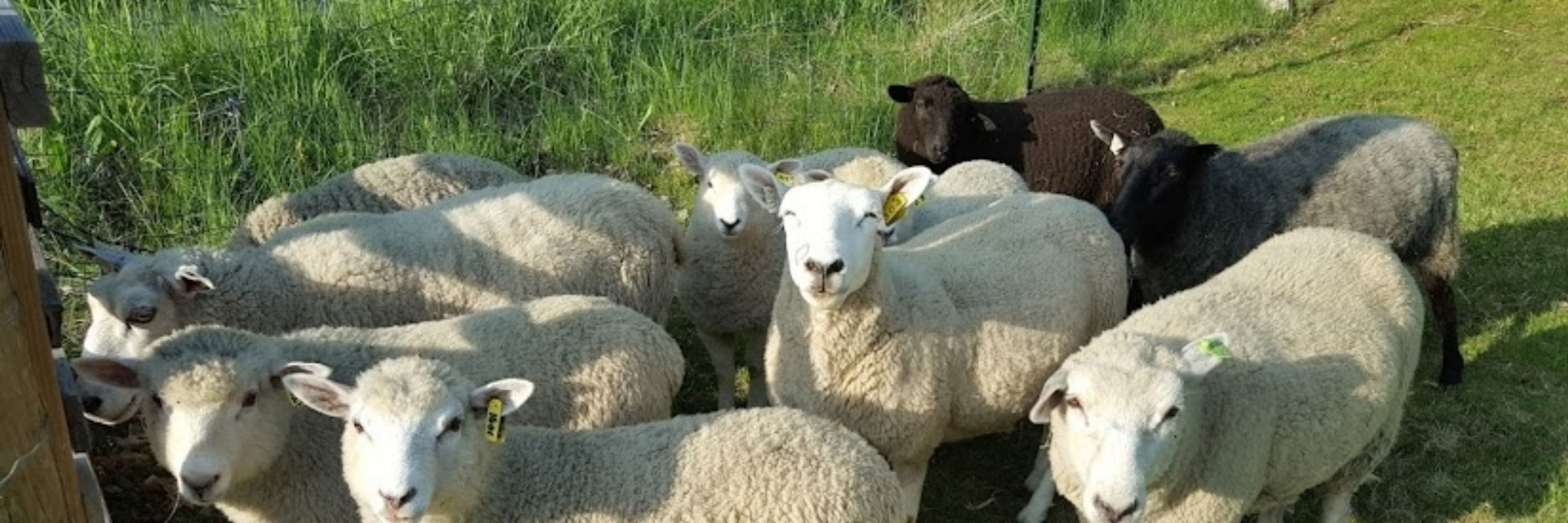 Farmer Brenda Lee