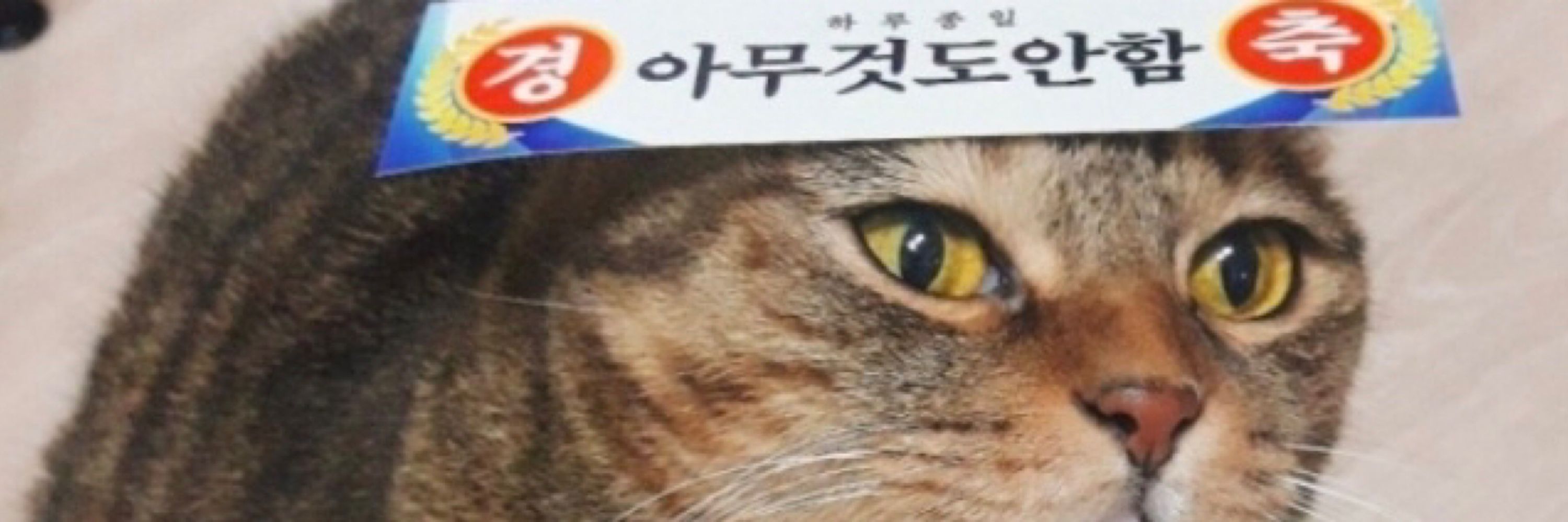 뚜뚜🏳️‍🌈(솜솜이 경력직)