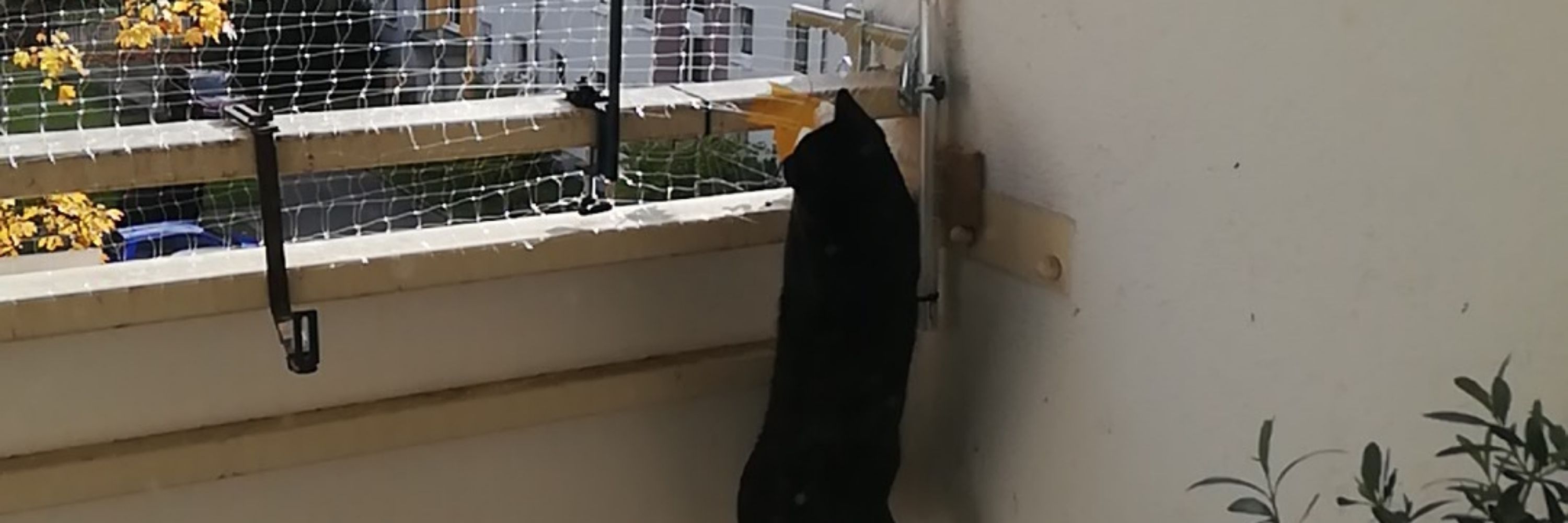 MrsPottich🌈🐈🏳️‍🌈