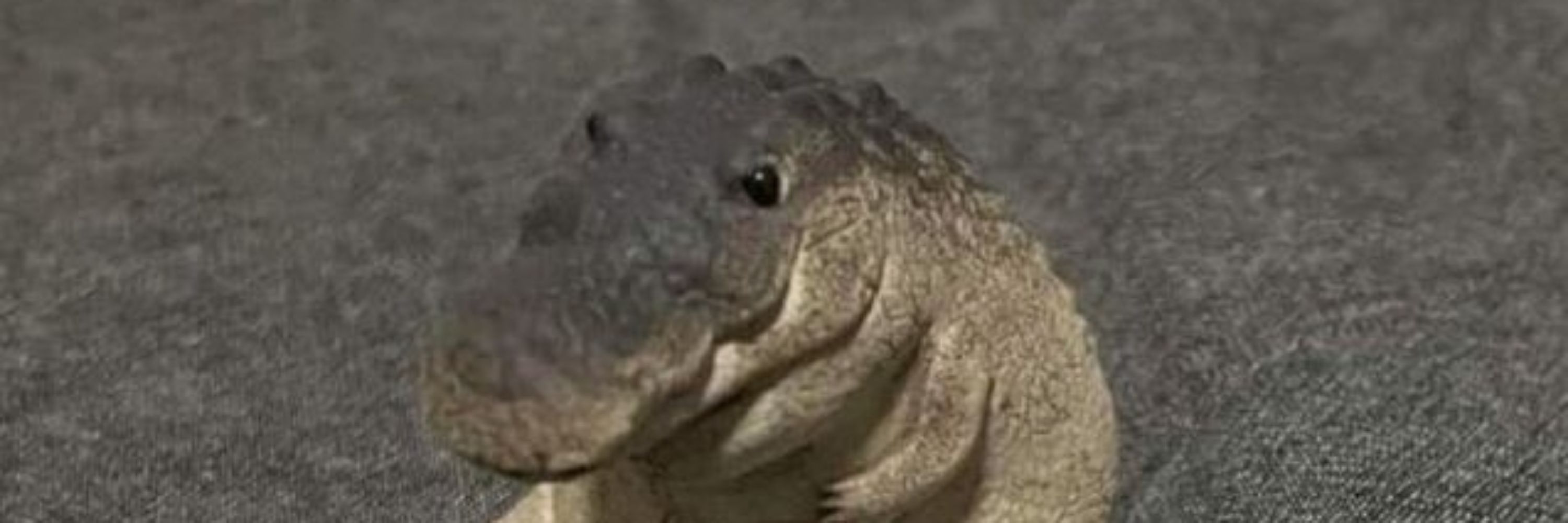 Rydan